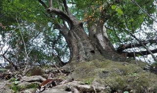 牯牛降旅游 牯牛降旅游