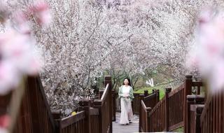 乌梅子酱歌词 乌梅子酱歌词