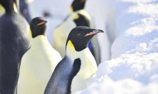 重庆最大的海洋馆 重庆极地海洋世界